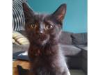 Adopt Elmo a All Black Domestic Shorthair / Mixed cat in Georgina, ON (39008140)