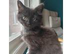 Adopt Cookie a All Black Domestic Mediumhair / Mixed cat in Georgina