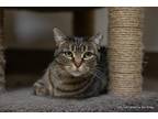 Adopt River a Brown Tabby Domestic Shorthair (short coat) cat in Fresno