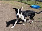 Adopt Sully a Border Collie