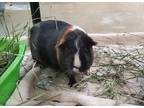 Adopt Doob a Guinea Pig small animal in Oceanside, CA (39020807)