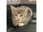 Adopt Fireball a Domestic Short Hair