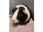 Adopt Sheldon a Guinea Pig small animal in Oakland, NJ (39070601)