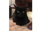 Adopt Pippa a All Black Domestic Shorthair / Mixed cat in Battle Ground