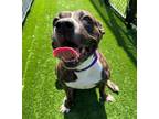 Adopt Amber a American Pit Bull Terrier / Mixed dog in Sheboygan, WI (38920870)