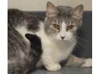 Adopt Allie a Domestic Shorthair / Mixed cat in Sheboygan, WI (39069479)