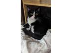 Adopt Azle a Black & White or Tuxedo Domestic Shorthair / Mixed cat in Kennesaw
