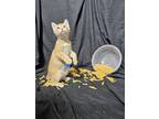 Adopt Penne a Orange or Red (Mostly) Domestic Shorthair (short coat) cat in