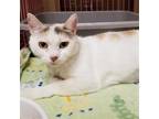 Adopt Tess (Napa Petco) a White (Mostly) Calico / Mixed (short coat) cat in
