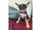 Adopt Simone a German Shepherd Dog / Australian Cattle Dog / Mixed dog in