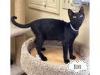 Adopt Binx #brother-of-Jinx a All Black Bombay / Mixed (short coat) cat in