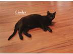 Adopt Cinder #sister-of-Boo a All Black Burmese / Mixed (short coat) cat in