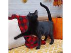 Adopt Boo #bother-of-Cinder a All Black Bombay / Mixed (short coat) cat in