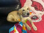Adopt Grace Slick a Labrador Retriever / Mixed Breed (Medium) / Mixed dog in