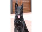 Adopt Reward a Black German Shepherd Dog dog in Bolivar, MO (39023121)