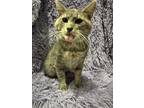 Adopt Alix a Domestic Shorthair / Mixed cat in Wheaton, IL (39069860)