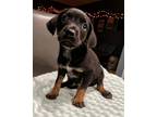 Adopt Maxwell a Black - with Tan, Yellow or Fawn Beagle / Mixed dog in
