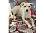 Adopt Lollie a White Retriever (Unknown Type) / Mixed Breed (Medium) / Mixed dog