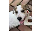 Adopt Livi a White - with Brown or Chocolate Hound (Unknown Type) / Mixed Breed