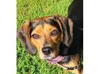 Adopt Fiona a Black - with Brown, Red, Golden, Orange or Chestnut Beagle / Hound