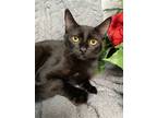 Adopt Brownie Snackz a All Black Domestic Shorthair / Mixed (short coat) cat in