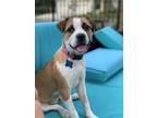 Adopt Dharma a Brown/Chocolate - with White Boxer / Boston Terrier / Mixed dog