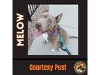 Adopt MELOW a Tan/Yellow/Fawn German Shepherd Dog / Pit Bull Terrier / Mixed dog