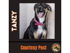 Adopt TANZY a Black - with Brown, Red, Golden, Orange or Chestnut Shepherd