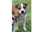 Adopt Dessa a Tan/Yellow/Fawn - with White Boxer / Boston Terrier / Mixed dog in