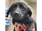 Adopt Daphne a Labrador Retriever / Mixed dog in Birmingham, AL (39043730)