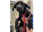 Adopt Velma a Labrador Retriever / Mixed dog in Birmingham, AL (39043729)