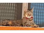 Adopt Millie a Gray, Blue or Silver Tabby Domestic Shorthair / Mixed (short