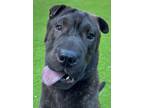 Adopt Goofy Emi a Black Shar Pei / Mixed dog in Bonita Springs, FL (38996244)