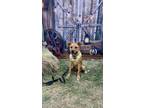 Adopt Huxley a Red/Golden/Orange/Chestnut Boxer dog in Mustang, OK (39065569)