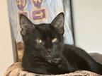 Adopt Binx a All Black Domestic Shorthair cat in Bellingham, WA (39187437)