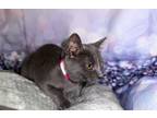 Adopt VIOLET a Domestic Shorthair / Mixed (short coat) cat in Wintersville