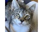 Adopt Chrissy a Domestic Shorthair / Mixed cat in Palatine, IL (39026220)