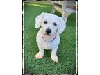 Adopt CreamPuff a White Bichon Frise / Mixed dog in Papillion, NE (39146852)