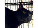 Adopt Dalton a All Black Domestic Shorthair / Mixed (short coat) cat in Santa