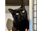 Adopt Dolce a All Black Domestic Shorthair / Mixed (short coat) cat in Santa Fe