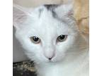 Adopt Floret a Gray or Blue (Mostly) Domestic Shorthair / Mixed (short coat) cat