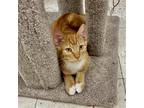 Adopt Azrael a Orange or Red Domestic Shorthair / Mixed (short coat) cat in