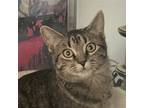Adopt Ravioli a Gray or Blue Domestic Shorthair / Mixed (short coat) cat in