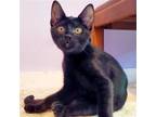 Adopt Petunia a All Black Domestic Shorthair / Mixed (short coat) cat in Santa