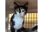 Adopt Megumi (and Megara) a Calico or Dilute Calico Domestic Shorthair / Mixed
