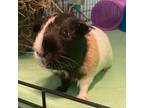 Adopt Marcus a Guinea Pig small animal in Providence, RI (39189260)