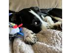 Adopt Florence a Black Australian Shepherd / Great Pyrenees / Mixed dog in