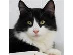 Adopt Homer a Black & White or Tuxedo Domestic Mediumhair / Mixed (medium coat)