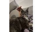 Adopt Stella (Courtesy Post) a Domestic Shorthair / Mixed (short coat) cat in