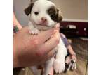 Adopt Hanna pup 5 a Terrier